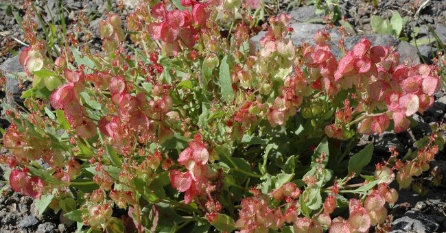 Rumex sp